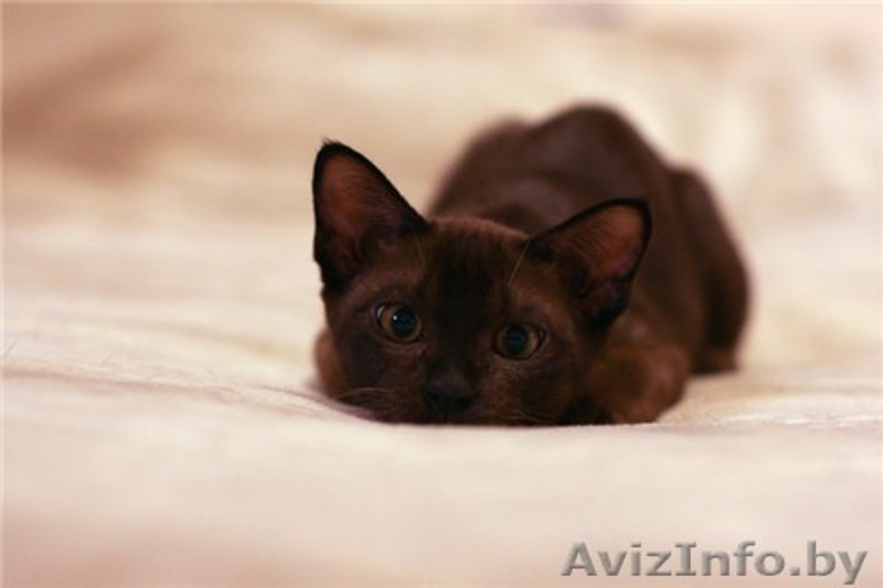 Кошечка в бархатной шубке а-ля Бурма в дар! - Изображение #4, Объявление #843550