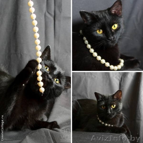 Чёрненькая кошечка  Вишенка – вкусная конфета в дар! - Изображение #1, Объявление #850521