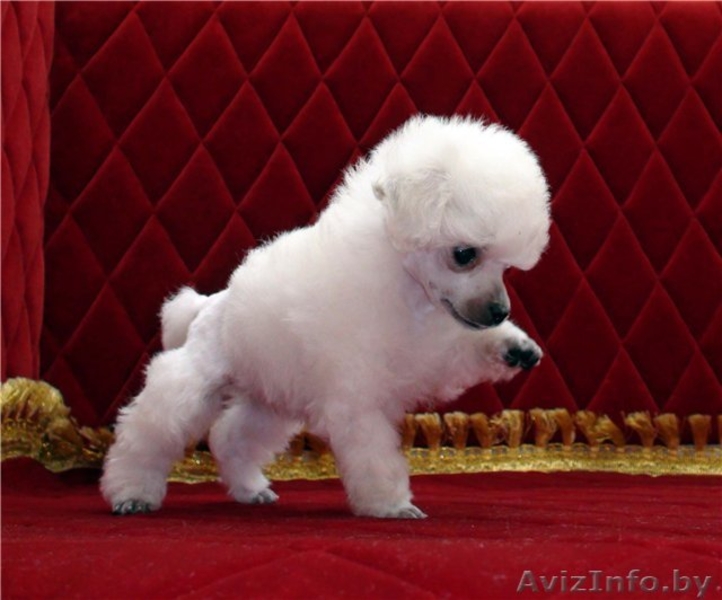 Изумительные белые той-пуделя - Изображение #1, Объявление #850028