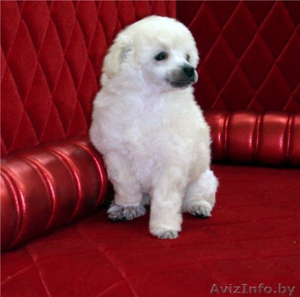Изумительные белые той-пуделя - Изображение #3, Объявление #850028