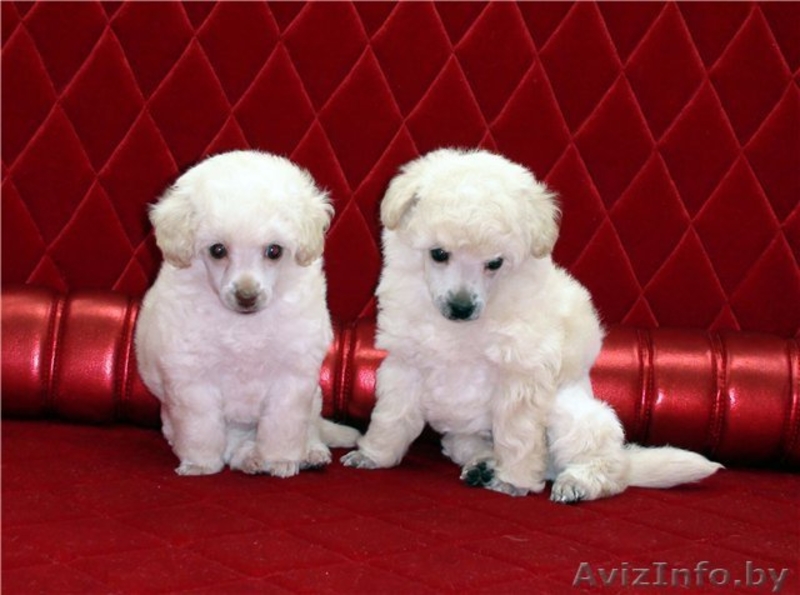 Изумительные белые той-пуделя - Изображение #7, Объявление #850028