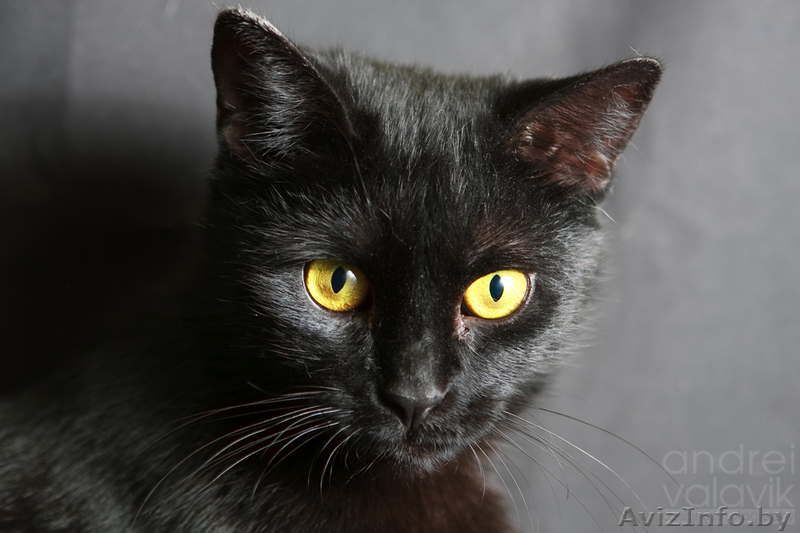 Чёрненькая кошечка  Вишенка – вкусная конфета в дар! - Изображение #2, Объявление #850521