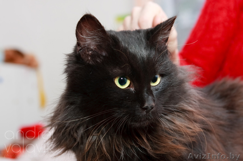 Пушистое жабо и шикарный хвост – метис перса в дар! - Изображение #4, Объявление #839469