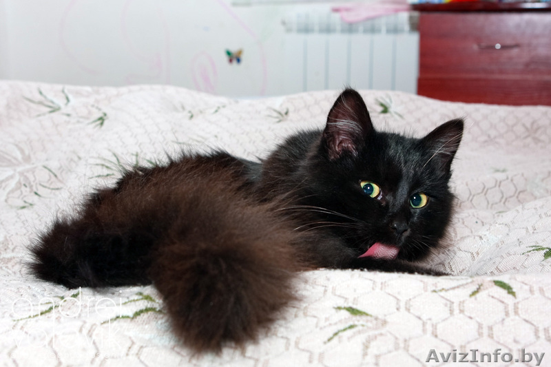 Пушистое жабо и шикарный хвост – метис перса в дар! - Изображение #3, Объявление #839469