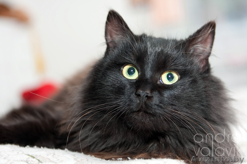 Пушистое жабо и шикарный хвост – метис перса в дар! - Изображение #1, Объявление #839469