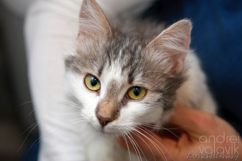 Пушистая малышка с рыжим носом в дар! - Изображение #1, Объявление #843882