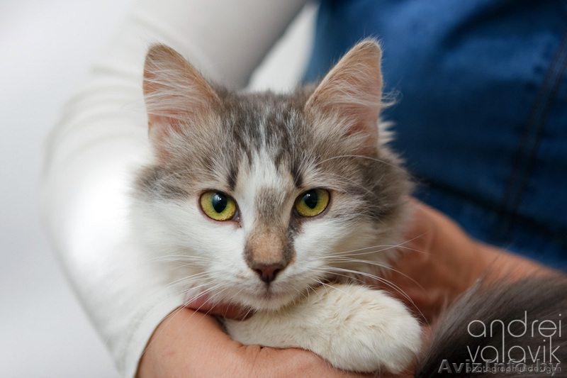 Пушистая малышка с рыжим носом в дар! - Изображение #2, Объявление #843882