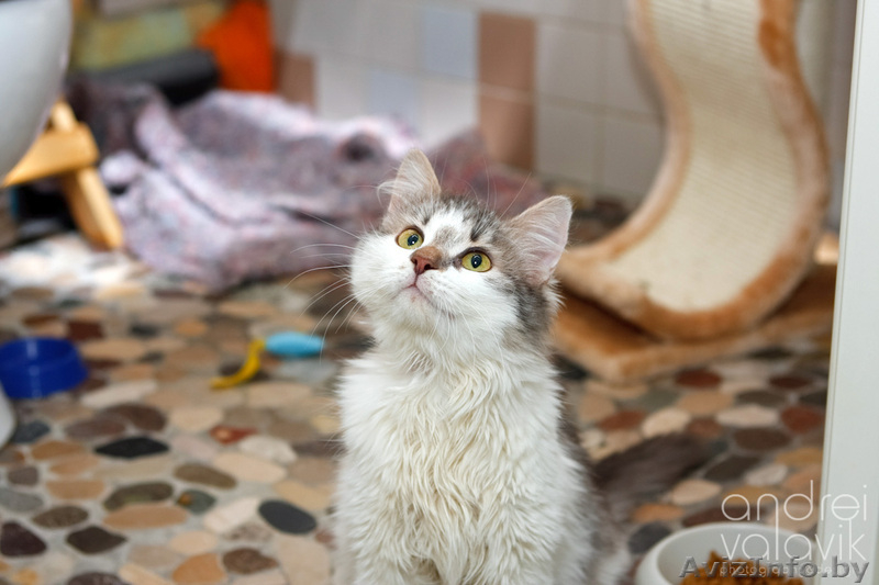 Пушистая малышка с рыжим носом в дар! - Изображение #4, Объявление #843882