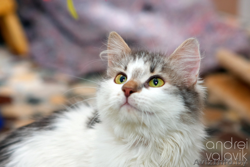 Пушистая малышка с рыжим носом в дар! - Изображение #3, Объявление #843882