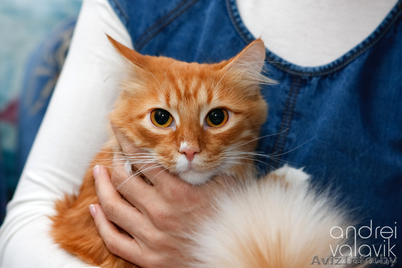 Пушистый рыжий добрый кот ищет уютный тёплый дом! - Изображение #2, Объявление #834801