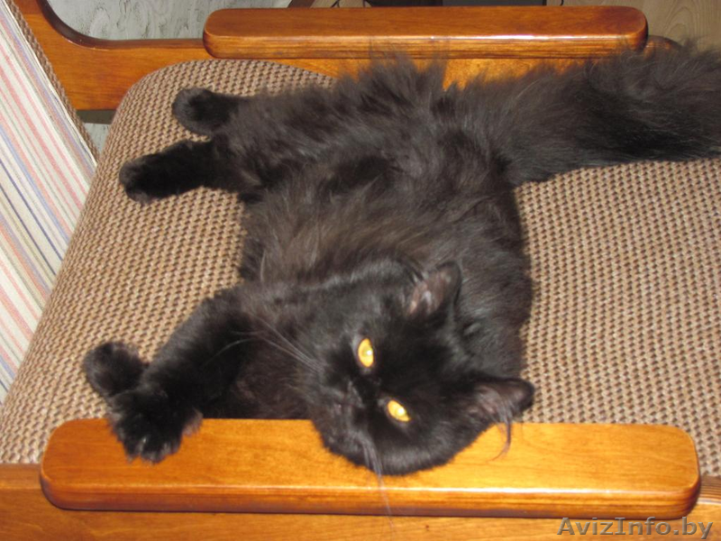 Шоколадное очарование - кошка по имени Виенн Роше! - Изображение #2, Объявление #846875