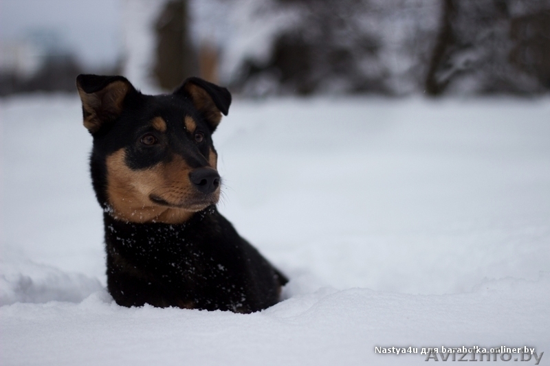  Очаровательная собачка Лана в дар!  - Изображение #6, Объявление #843105