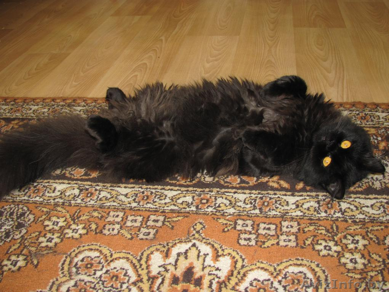 Шоколадное очарование - кошка по имени Виенн Роше! - Изображение #3, Объявление #846875