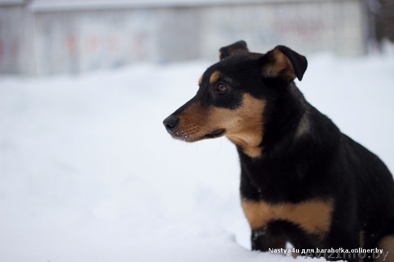  Очаровательная собачка Лана в дар!  - Изображение #7, Объявление #843105