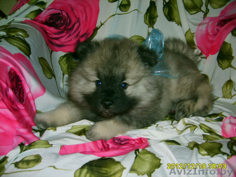 Кеесхонд вольфшпиц -щенки - Изображение #1, Объявление #834159