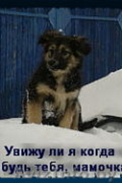 Щенки в дар!!!! В хорошие руки!! - Изображение #3, Объявление #798020