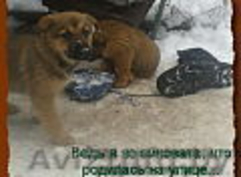 Щенки в дар!!!! В хорошие руки!! - Изображение #2, Объявление #798020