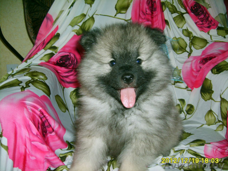 Кеесхонд вольфшпиц -щенки - Изображение #4, Объявление #834159