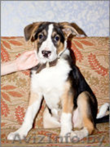 щенок в дар в надежные руки - Изображение #1, Объявление #837570