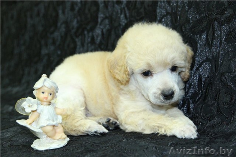 Изумительные белые той-пуделя - Изображение #5, Объявление #850028