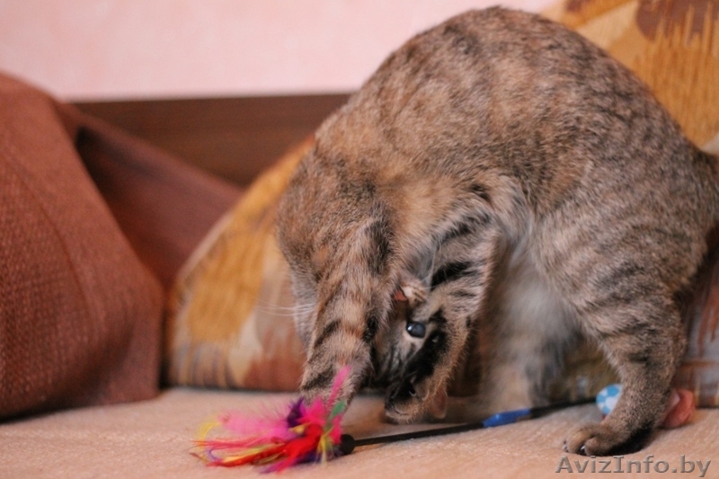 Милана и Василиса - два полосато-нежных ласковых чуда - Изображение #9, Объявление #829783
