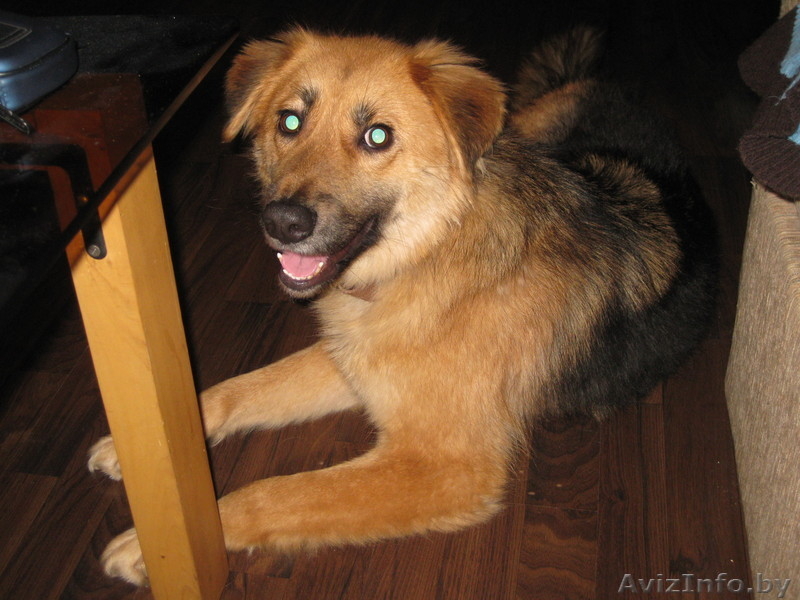 Замечательная Соня ищет дом! - Изображение #1, Объявление #845879