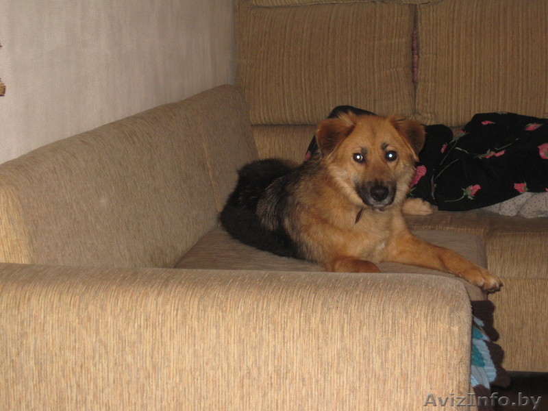 Замечательная Соня ищет дом! - Изображение #5, Объявление #845879