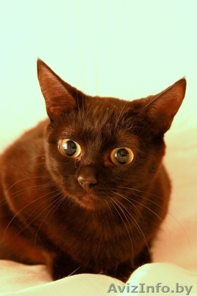 Кошечка в бархатной шубке а-ля Бурма в дар! - Изображение #3, Объявление #843550