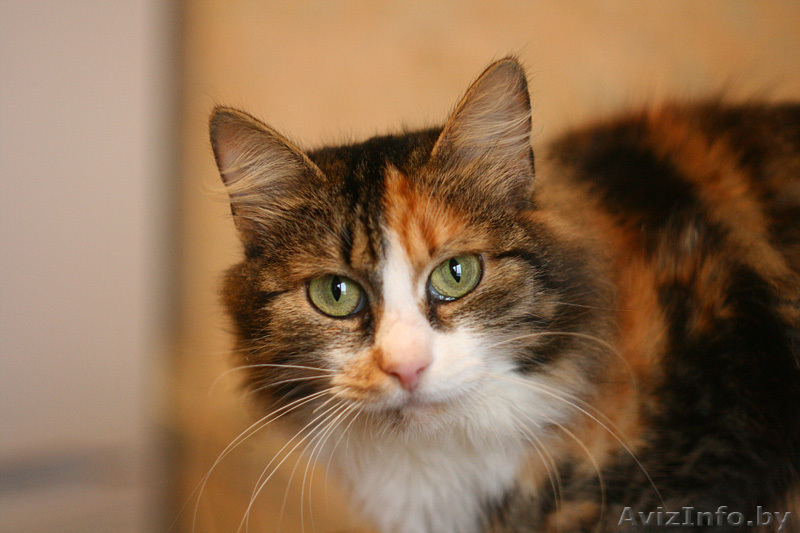 Пушистая кошка яркого черепахового окраса в дар! - Изображение #1, Объявление #834800