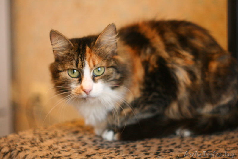 Пушистая кошка яркого черепахового окраса в дар! - Изображение #2, Объявление #834800