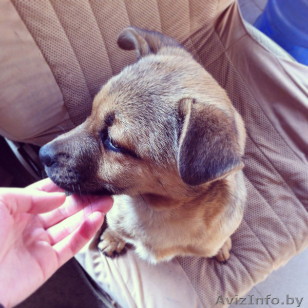 Щенок в дар, бесплатно! Малышке срочно нужен дом! - Изображение #2, Объявление #847828