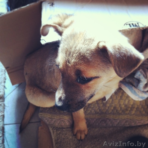 Щенок в дар, бесплатно! Малышке срочно нужен дом! - Изображение #3, Объявление #847828