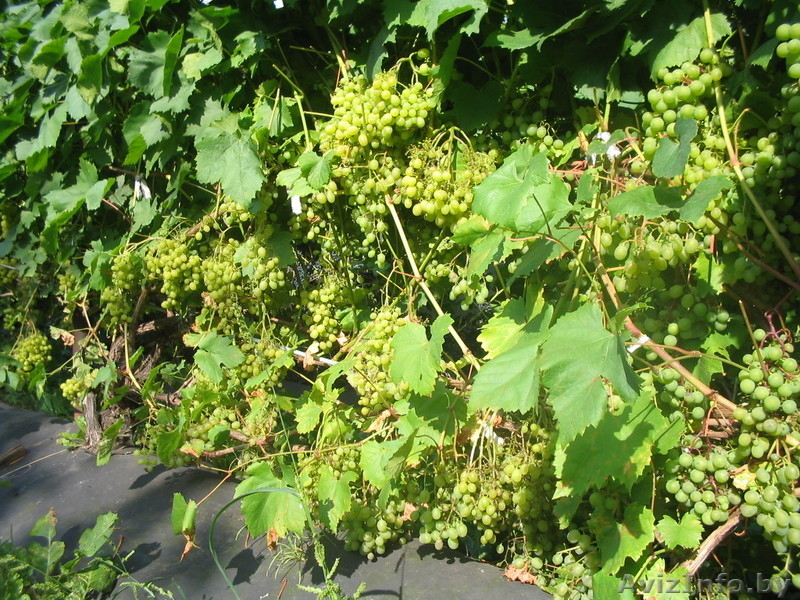 Саженцы Винограда - Изображение #4, Объявление #849527