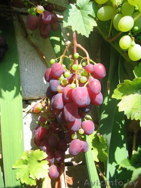 Саженцы Винограда - Изображение #3, Объявление #849527