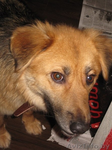 Замечательная Соня ищет дом - Изображение #3, Объявление #849774