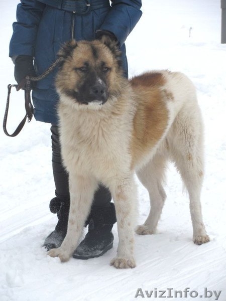 Лорд- замечательная среднеазиатская овчарка в дар!!! - Изображение #3, Объявление #835067
