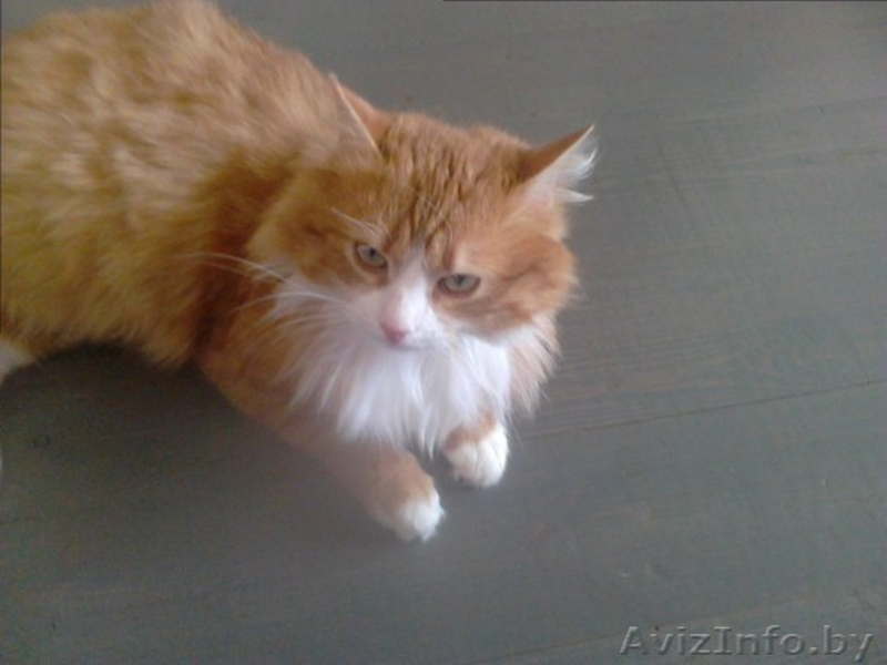 Красавец Рыжик в дар!! - Изображение #2, Объявление #844061