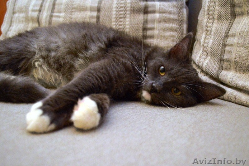 Пушистая  шубка, толстые лапки, круглая мордашка – котёнок в дар! - Изображение #4, Объявление #849750