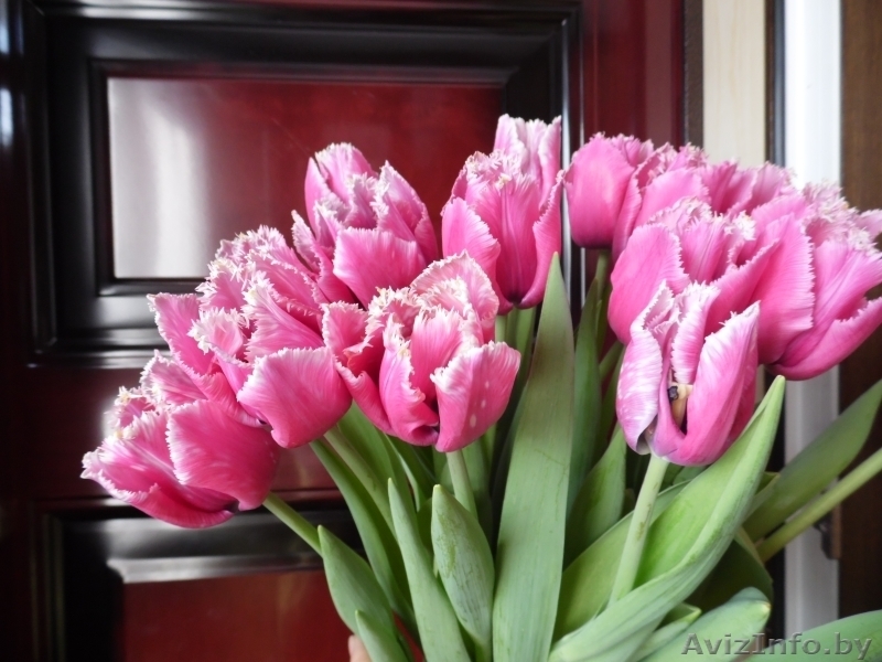 Тюльпаны к празднику - Изображение #7, Объявление #848744