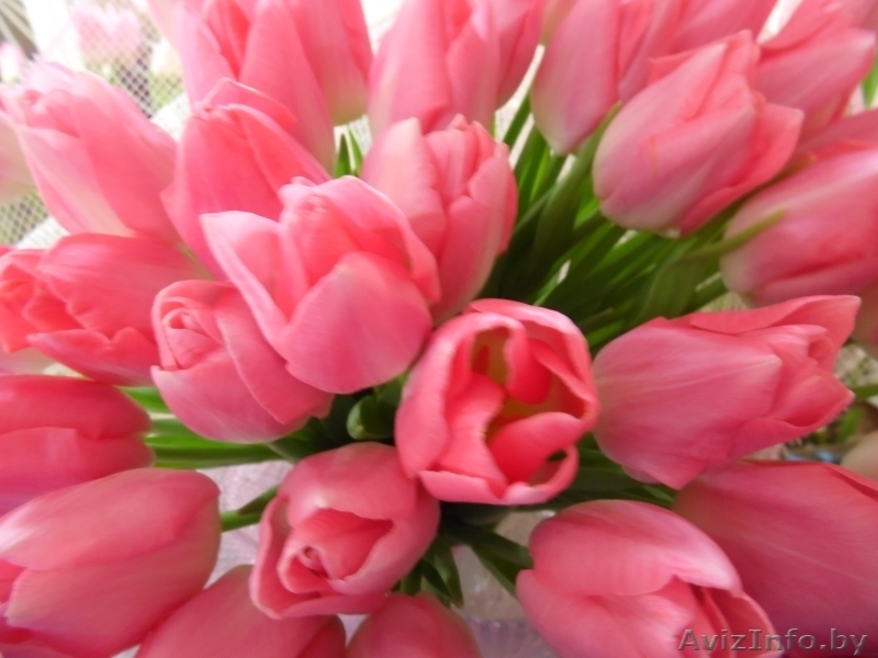 Тюльпаны к 8 марта ))) - Изображение #8, Объявление #161274