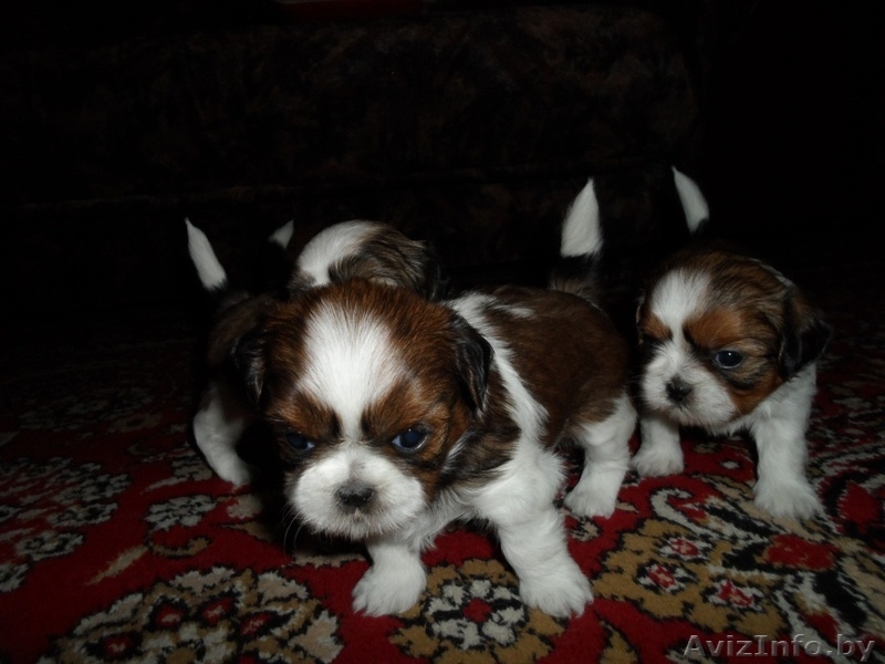 Продаются щенки породы Ши-тцу. Дата рождения: 12.01.2013 - Изображение #2, Объявление #839642