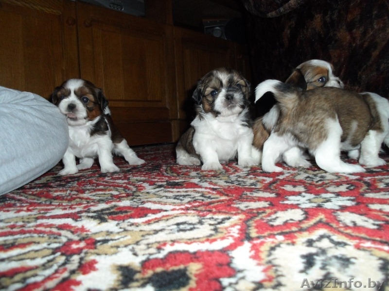 Продаются щенки породы Ши-тцу. Дата рождения: 12.01.2013 - Изображение #5, Объявление #839642