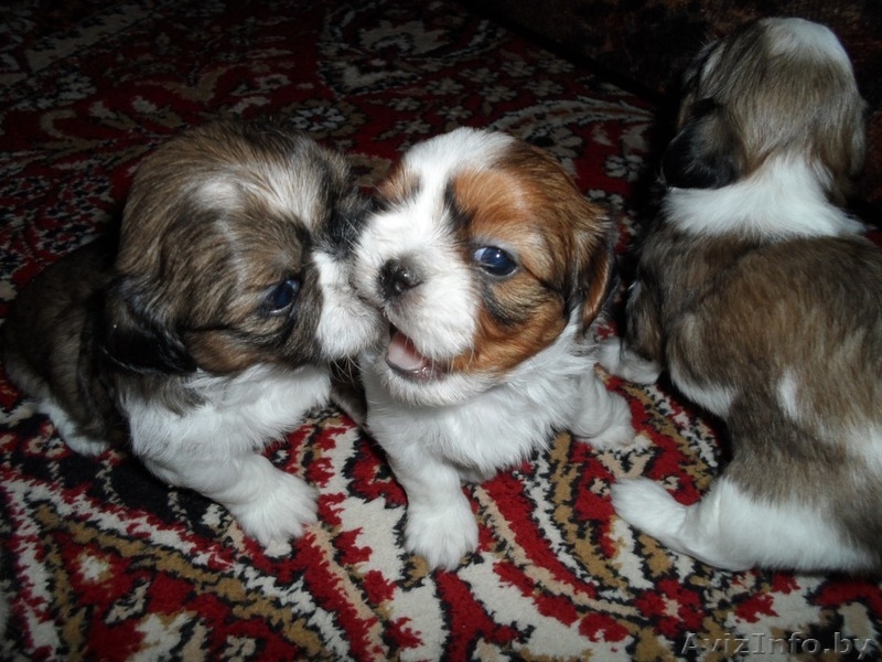 Продаются щенки породы Ши-тцу. Дата рождения: 12.01.2013 - Изображение #4, Объявление #839642