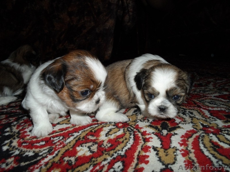 Продаются щенки породы Ши-тцу. Дата рождения: 12.01.2013 - Изображение #10, Объявление #839642