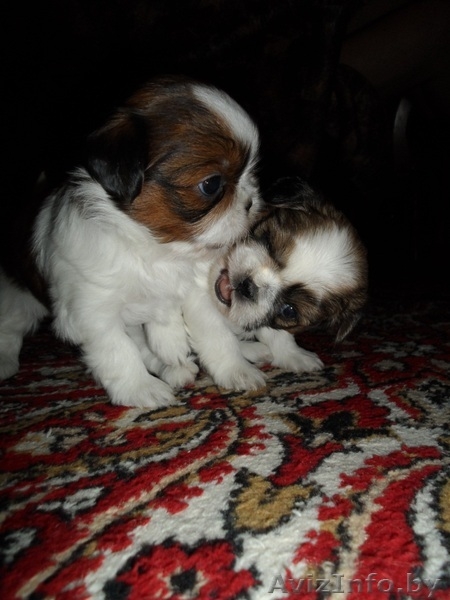 Продаются щенки породы Ши-тцу. Дата рождения: 12.01.2013 - Изображение #7, Объявление #839642
