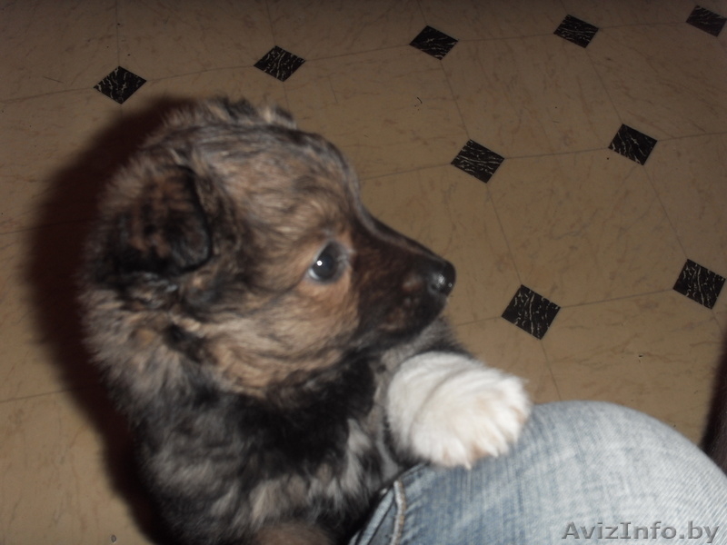 Щенок любящий своих хозяев - Изображение #1, Объявление #847512