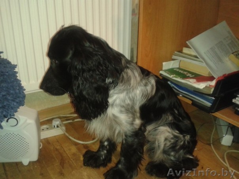 Найден Спаниель!!!! - Изображение #3, Объявление #847871