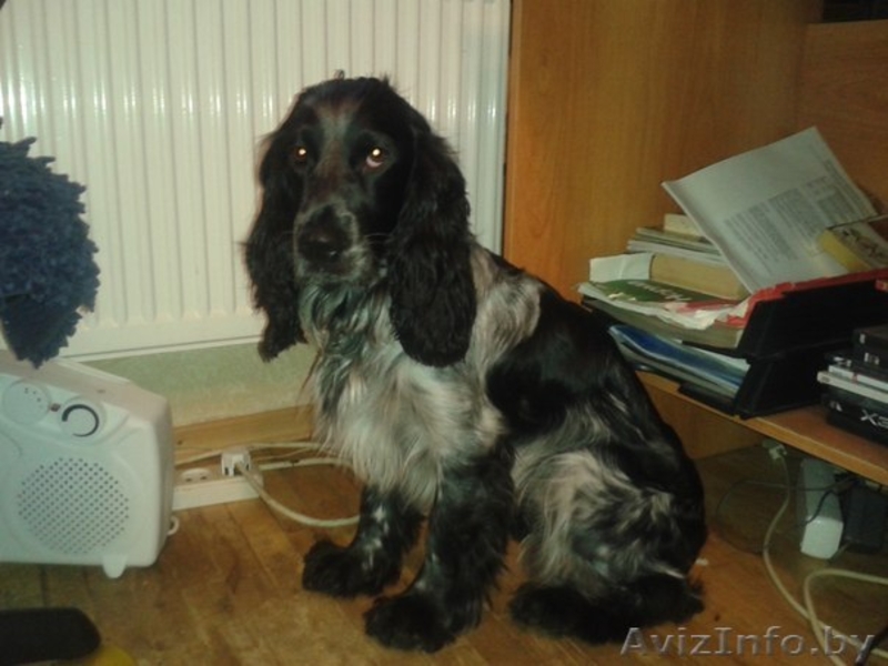 Найден Спаниель!!!! - Изображение #1, Объявление #847871