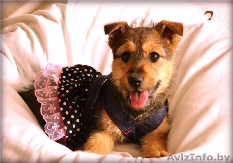 щенок ищет постоянный или временный дом - Изображение #1, Объявление #863683