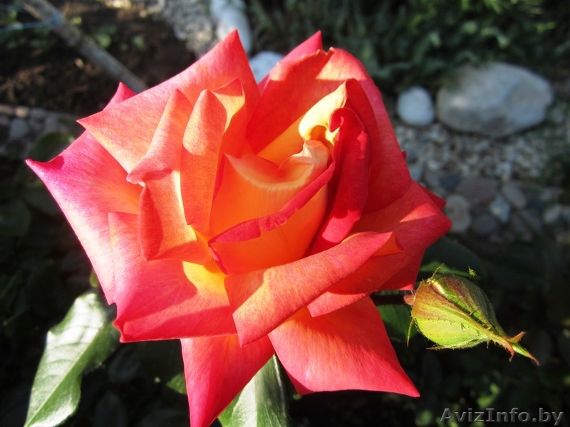 Отдых в Крыму, Курортное, мини-отель Валента - Изображение #9, Объявление #865744